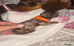 Miniature Dachshund dogs for sale: Miniature dachshund pups for sale 2 boys 1 girl  - Image 24