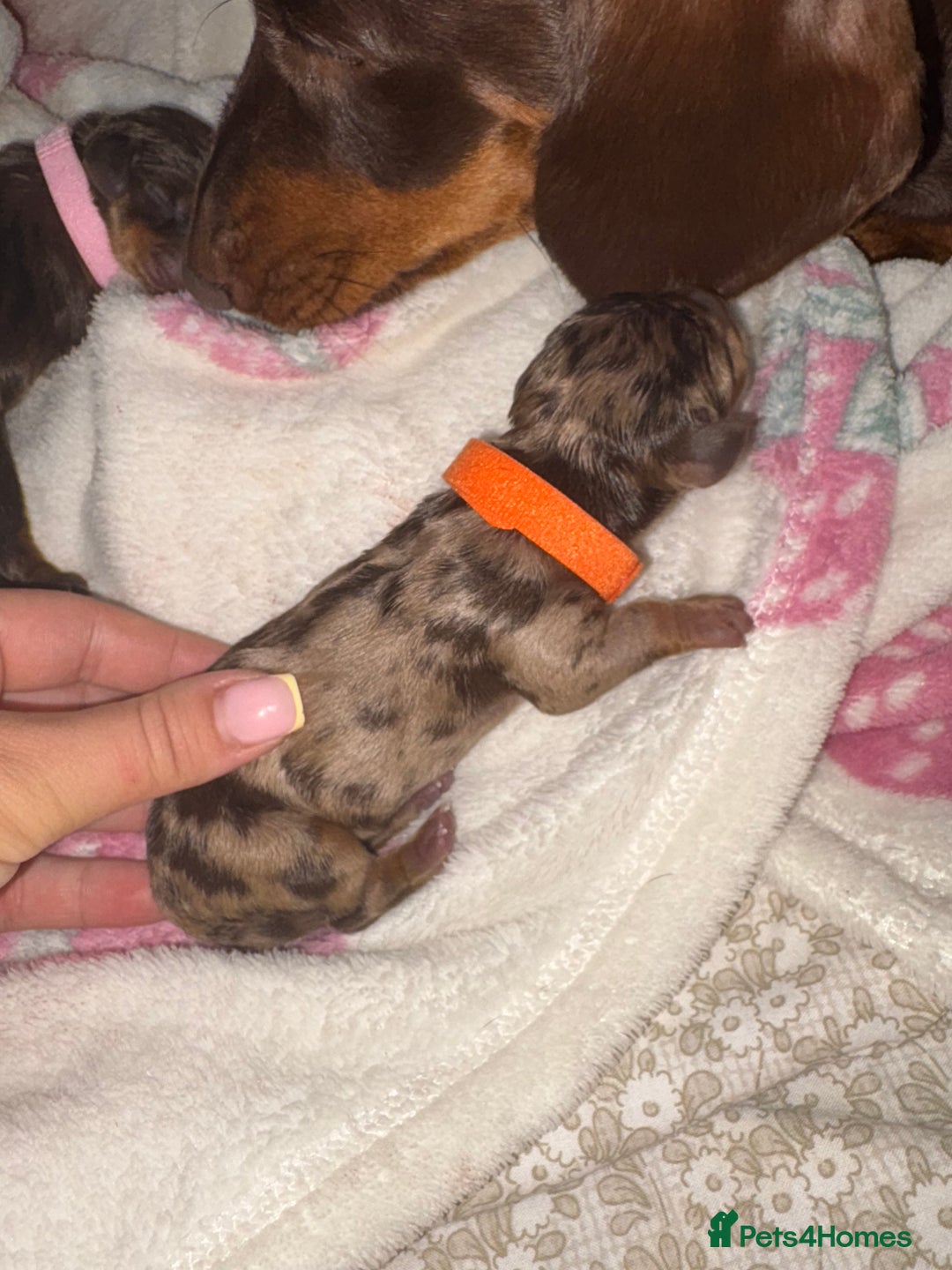 Miniature Dachshund dogs for sale: Miniature dachshund pups for sale 2 boys 1 girl  - Image 24
