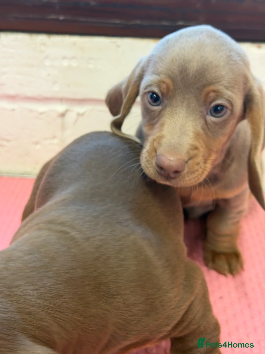 Miniature Dachshund dogs for sale: Mini dachshund 2 smooth boys available  - Advert 18