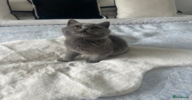 British Shorthair cats - Advert 1