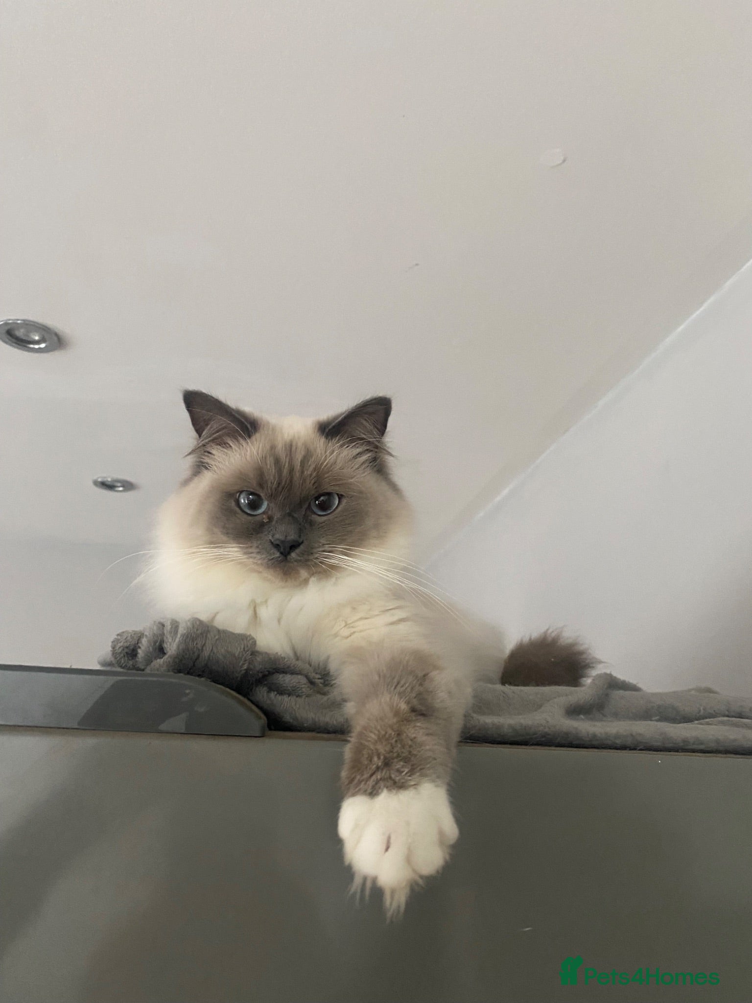 Ragdoll cats Beautiful Ragdoll - Advert 2
