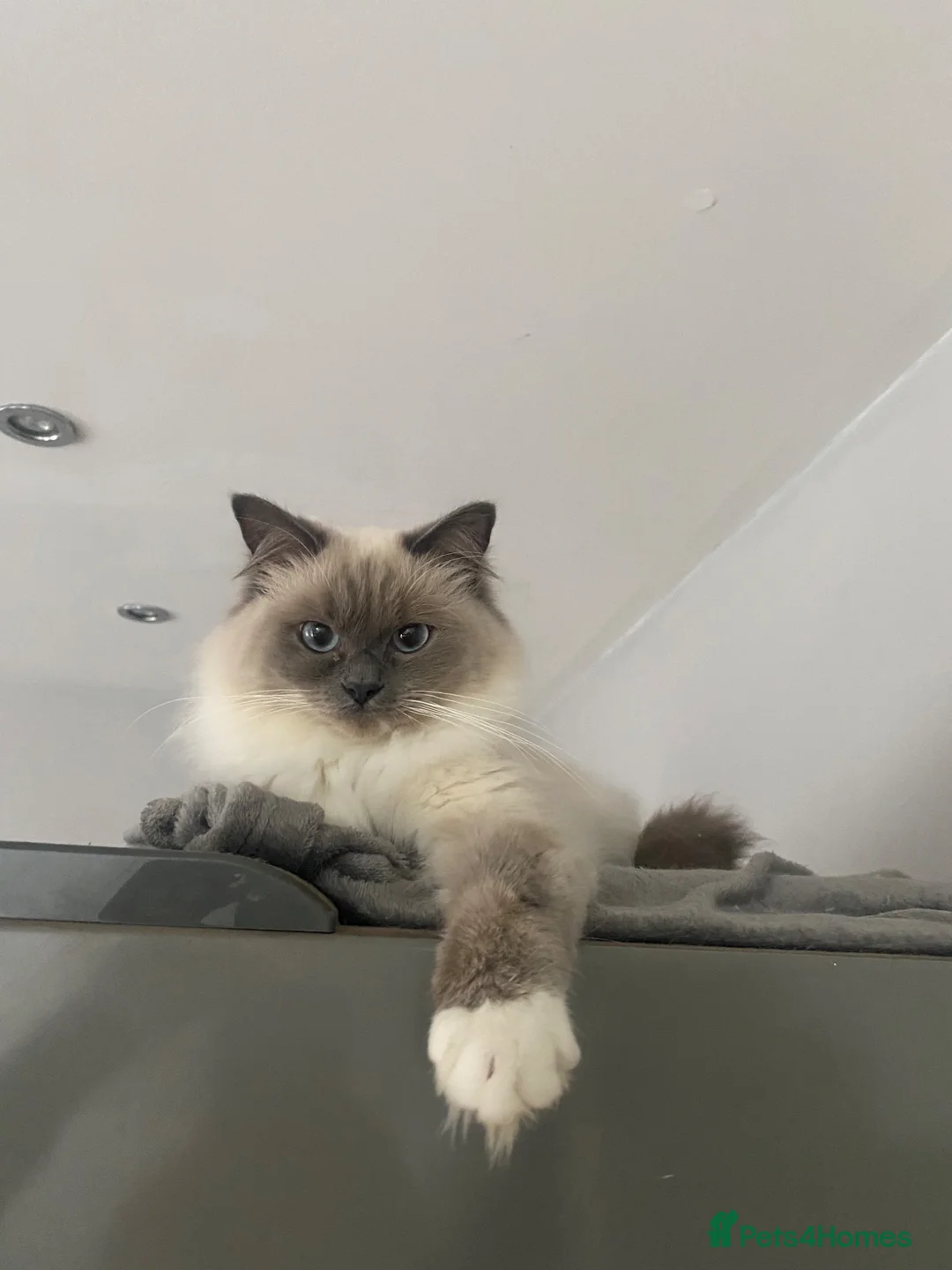 Ragdoll cats for sale: Beautiful Ragdoll - Advert 1