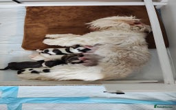 Lhasa Apso dogs for sale: Beautiful Lhasa apso pups - Image 5