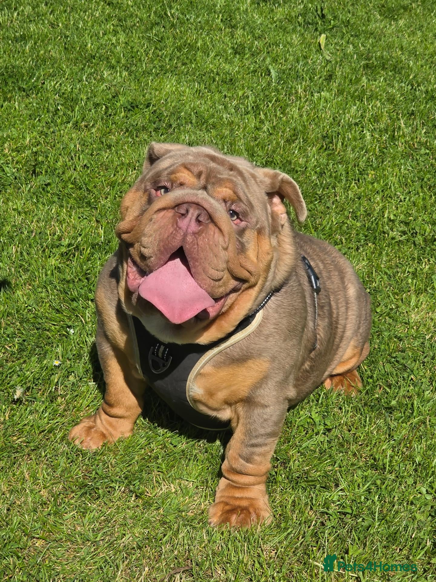 English Bulldog dogs British bulldog for stud - Advert 1