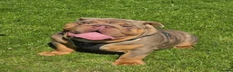 English Bulldog dogs for stud: British bulldog for stud - Advert 2