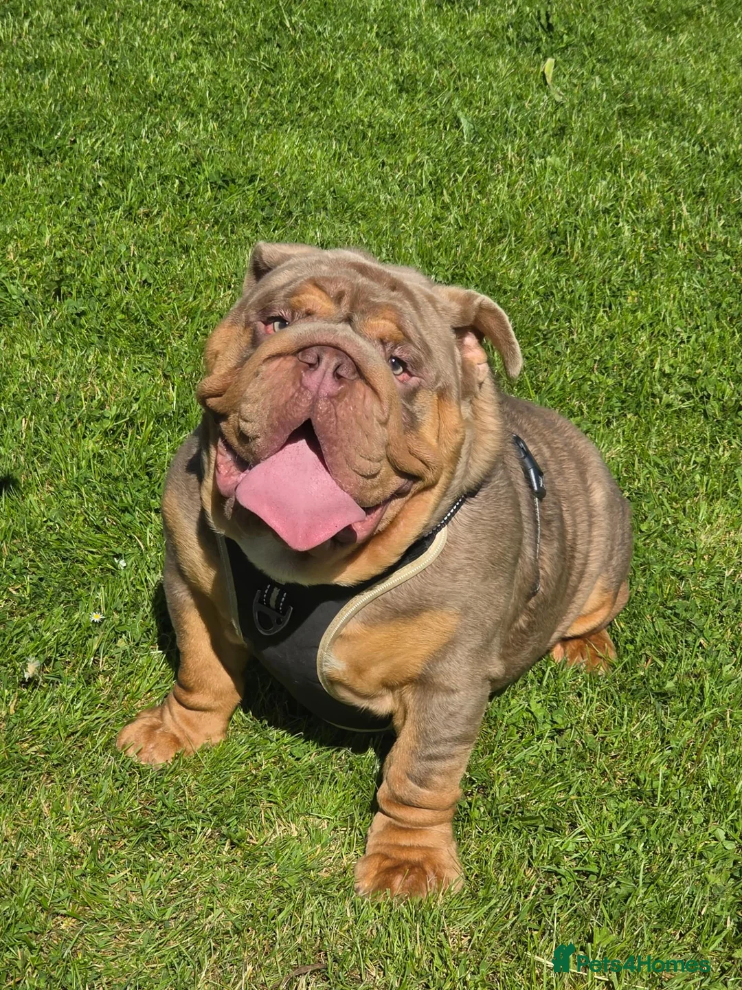 English Bulldog dogs for stud: British bulldog for stud - Advert 2