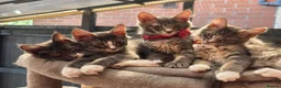 Maine Coon cats for sale: ❤️ TICA Registered Maine Coon Kittens Ready Now ❤️ - Advert 1