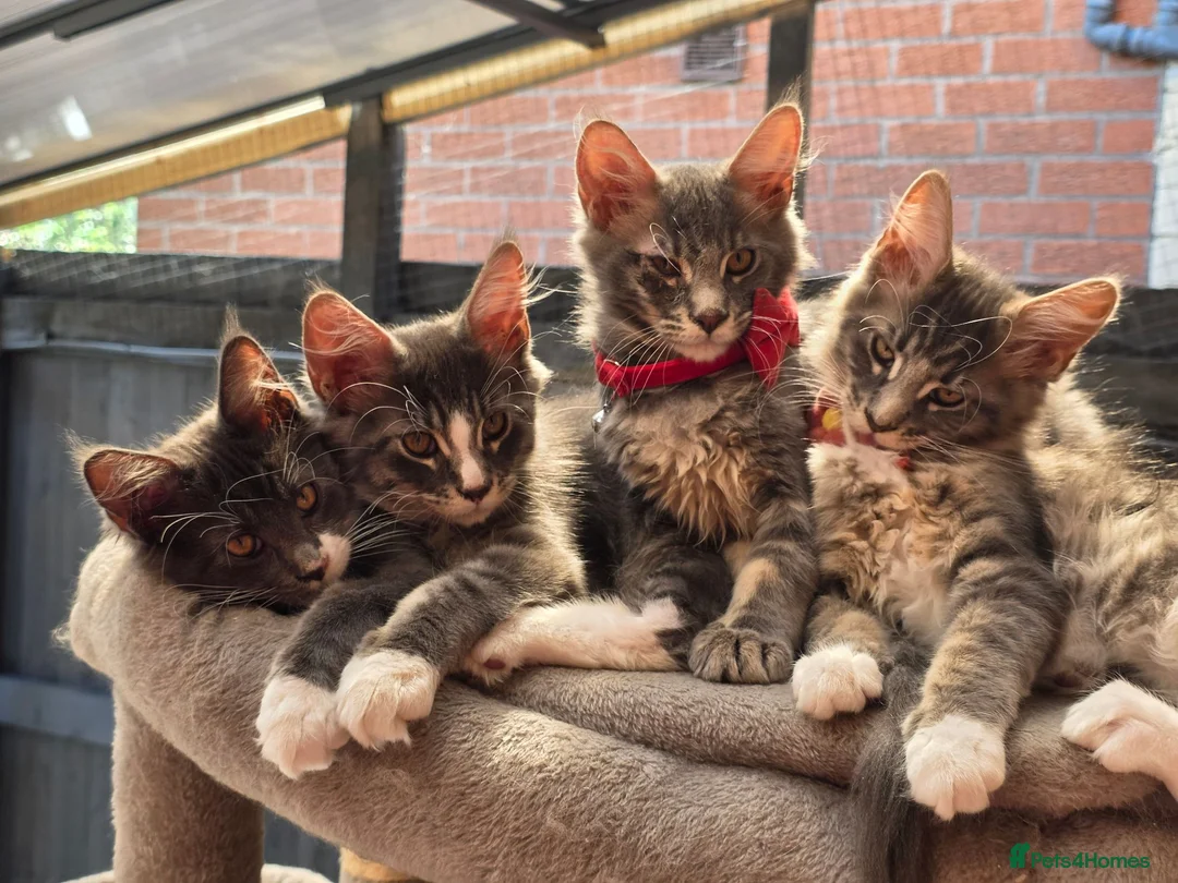 Maine Coon cats for sale: ❤️ TICA Registered Maine Coon Kittens Ready Now ❤️ - Advert 1