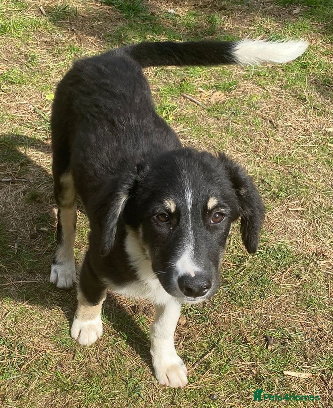 Mixed Breed dogs for adoption: 🐾 Meet WOODY 🐾  He's ready for a Loving Family - Advert 4