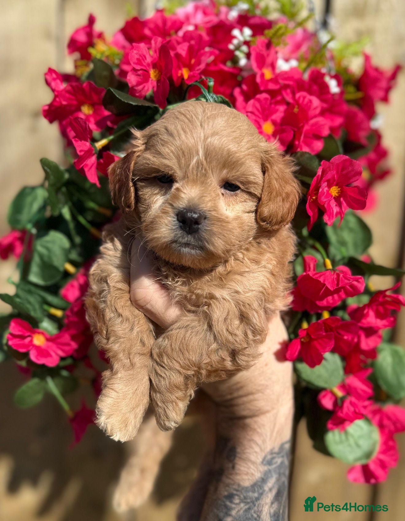 Shihpoo dogs 🧡💛🧡Stunning F1 Shihpoo Puppies💛🧡💛 - Advert 1