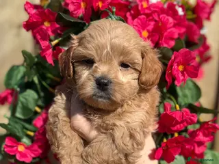 Shihpoo dogs for sale: 🧡💛🧡Stunning F1 Shihpoo Puppies💛🧡💛 - Advert 2