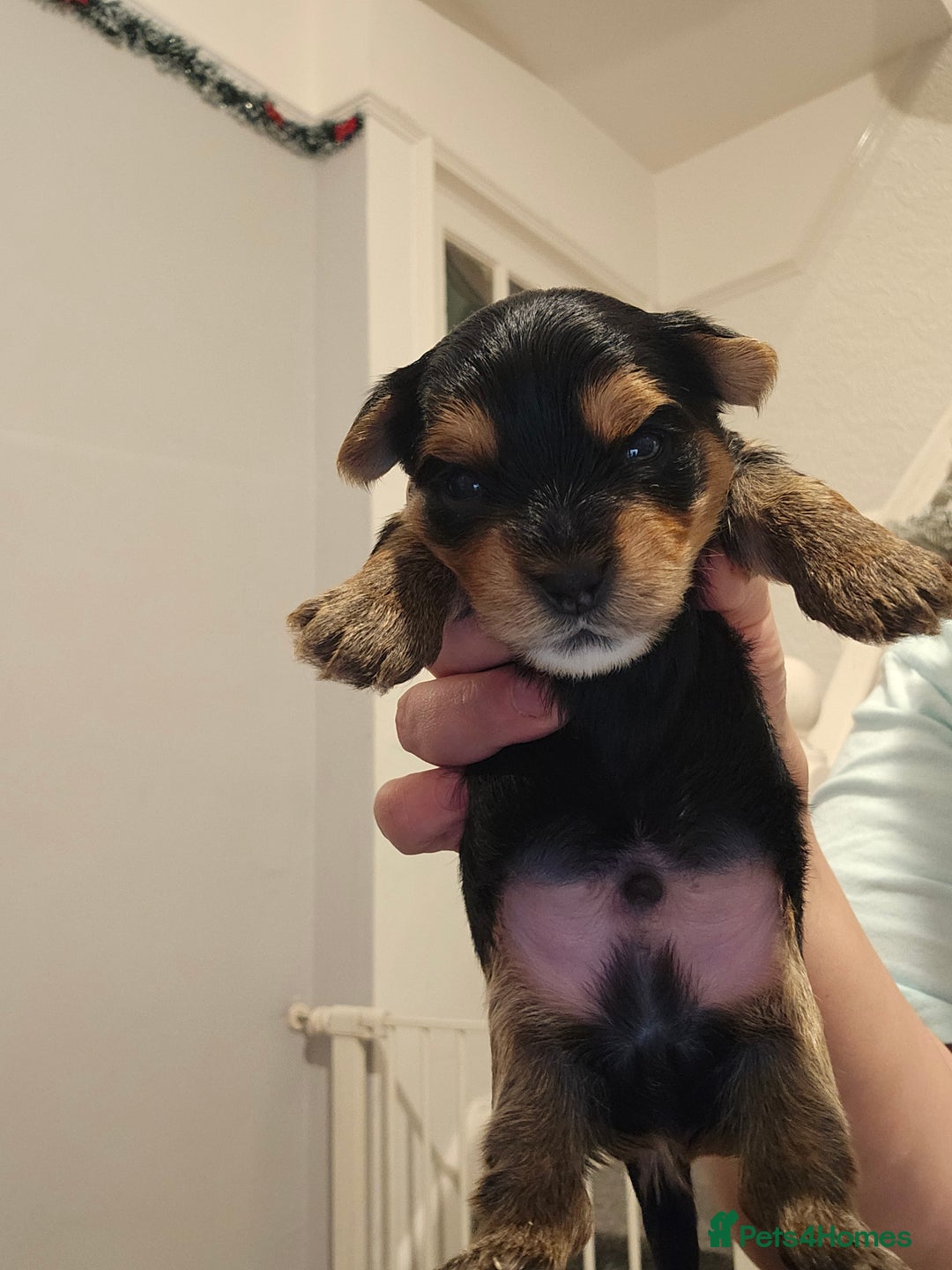 Yorkshire Terrier dogs for sale: Yorki baby - Advert 5