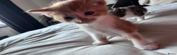 Mixed Breed cats for sale: X4 male kittens  in Hornsea - Advert 13
