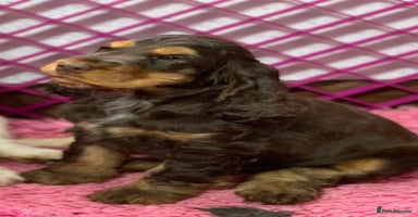 Cocker Spaniel dogs - Advert 4