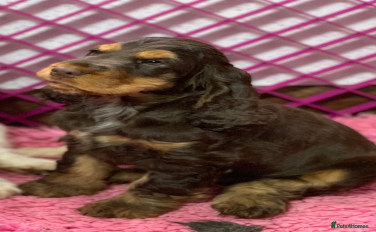 Cocker Spaniel dogs - Advert 7