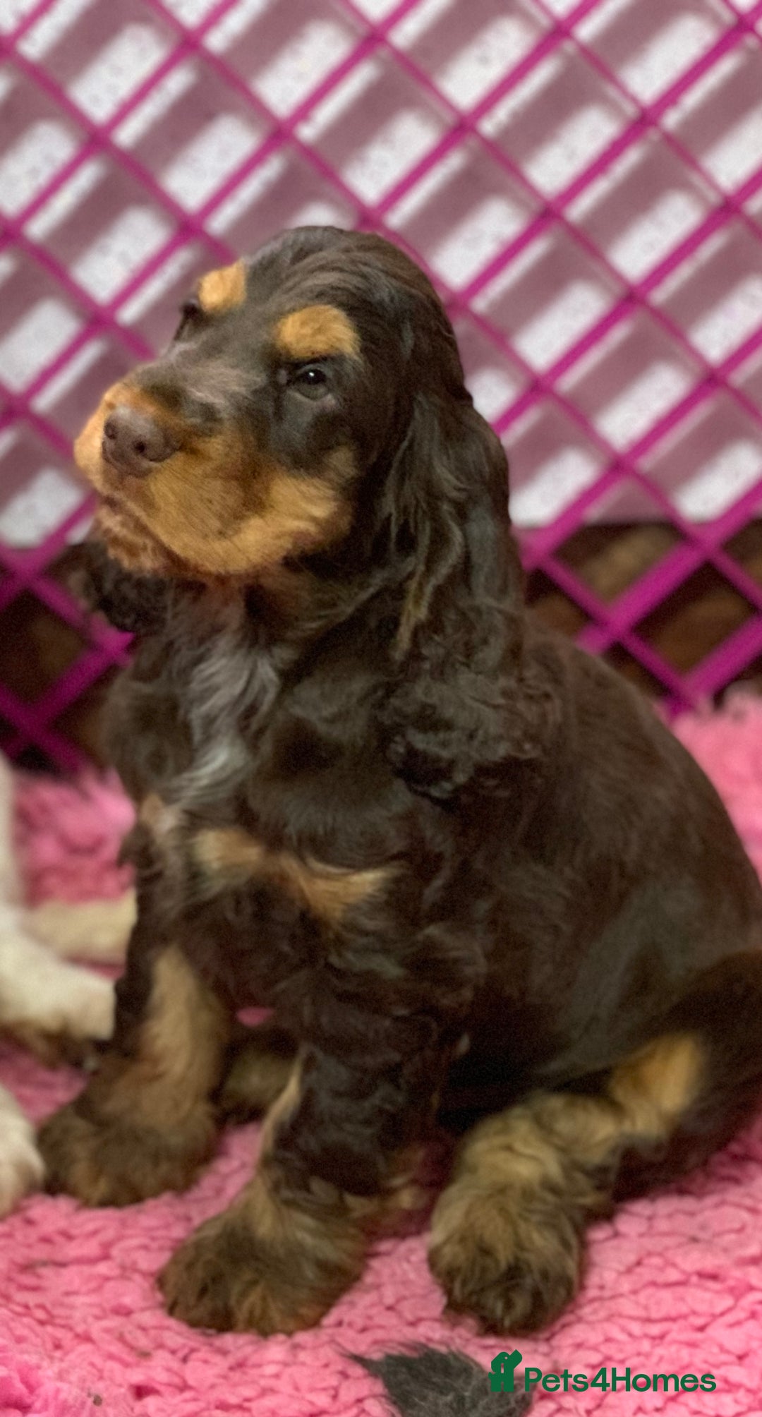 Cocker Spaniel dogs for sale: 5* LICENSED READY KC SHOW H/TESTED PUPPIES  - Image 2