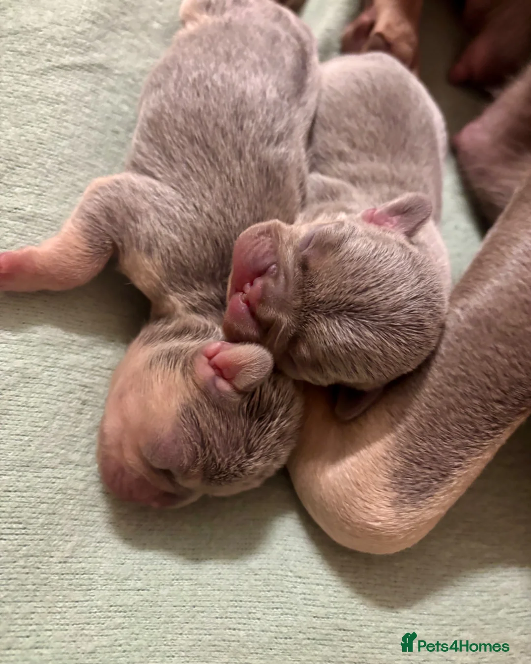 French Bulldog dogs for sale: 3 gorgeous pedigree French bulldogs for sale - Advert 13