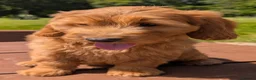 Cockapoo dogs for sale: Quality F1 Cockapoo puppies, Health tested parents - Advert 4