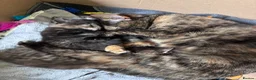 Maine Coon cats for sale: Maine coon x girl kitten - Advert 1