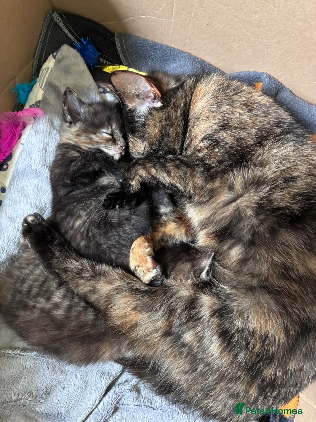 Maine Coon cats for sale: Maine coon x girl kitten - Advert 1