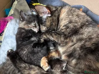 Maine Coon cats READY TO GO Maine coon x girl kitten - Advert 3
