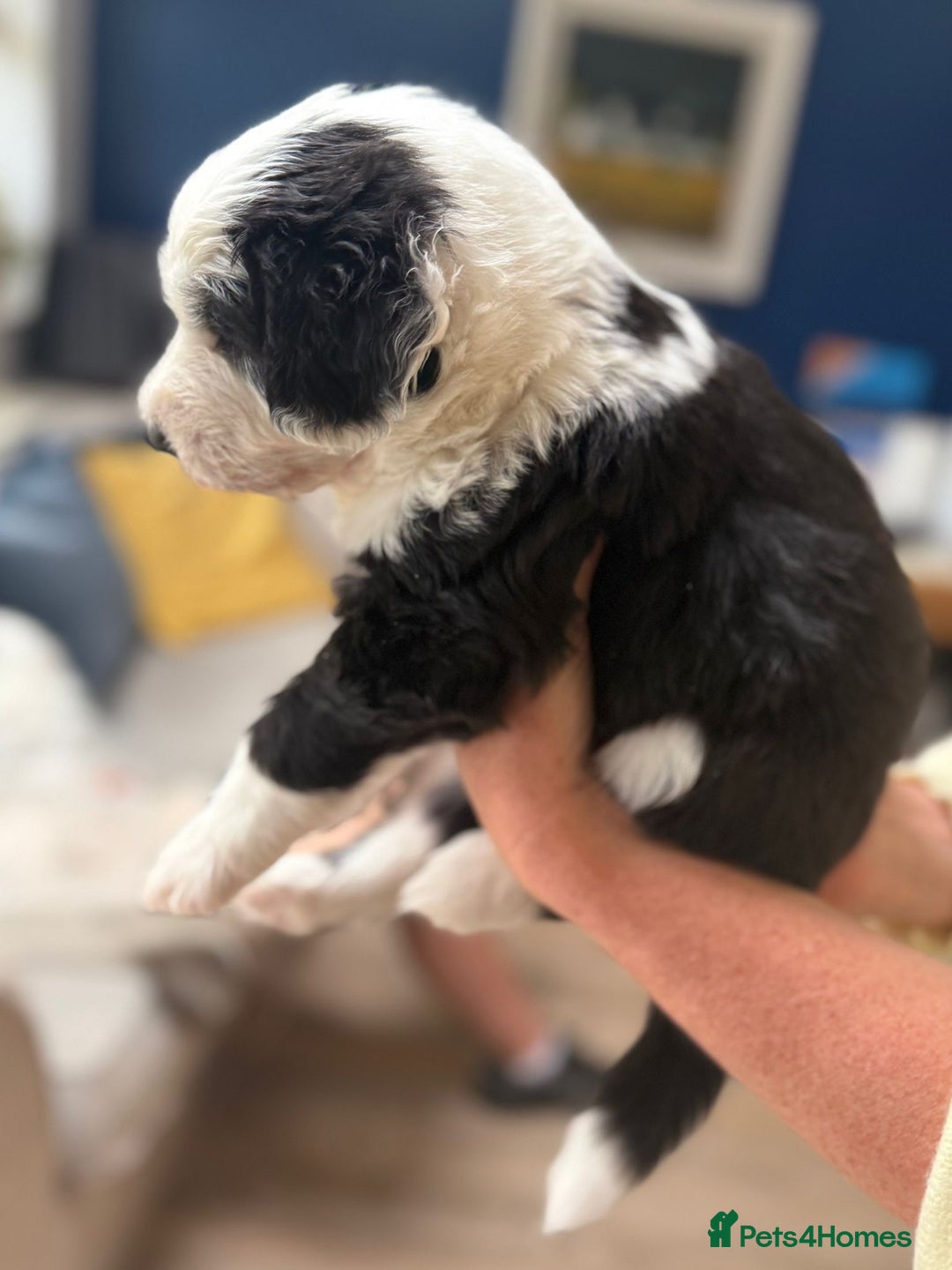 Sheepadoodle dogs for sale: Sheepadoodle Puppies -4 Female, 3 Male - Image 10