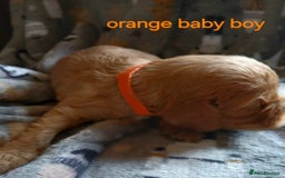 Cavalier King Charles Spaniel dogs for sale: DNA TESTED CAVALIER KING CHARLES  - Image 7