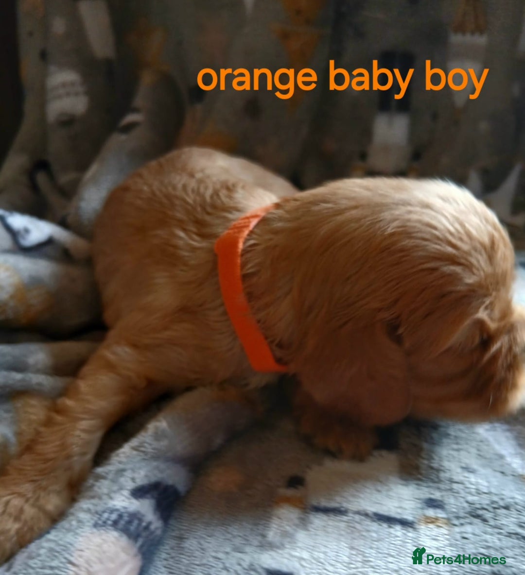 Cavalier King Charles Spaniel dogs for sale: DNA TESTED CAVALIER KING CHARLES  - Image 7