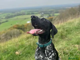 German Shorthaired Pointer dogs Milo 'Woodywine Rogueite' available for stud - Advert 3