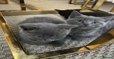 Mixed Breed cats - Advert 9