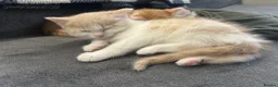 Mixed Breed cats for sale: Mixed breed kittens for sale in Chippenham - Advert 8