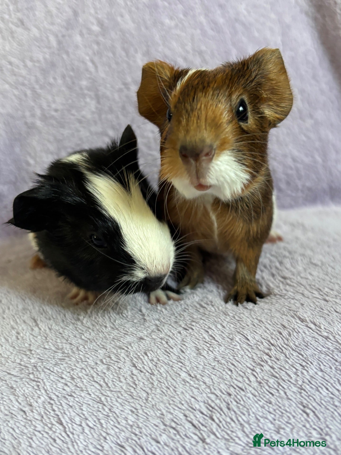 Guinea Pig rodents Baby boars  - Advert 14