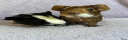 Guinea Pig rodents for sale: Baby boars  - Advert 1