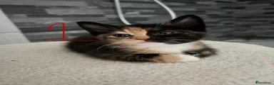 Kitten 1