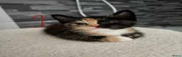 Turkish Angora cats for sale: 3 Beautiful, Kittens Looking for Loving Homes 🐾 - Advert 3