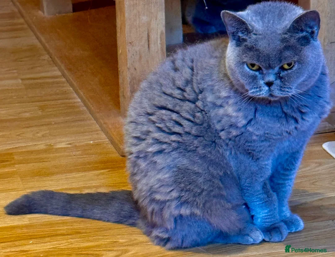 British Shorthair cats for sale: Retired BSH female looking for new home. - Advert 2