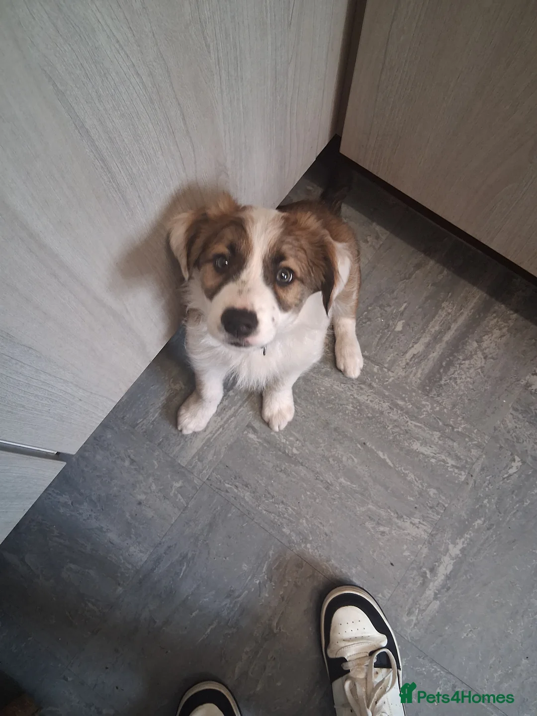 Border Collie dogs for sale: A beautiful male pup, border collie  - Advert 2