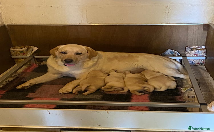 Labrador Retriever dogs - Advert 16