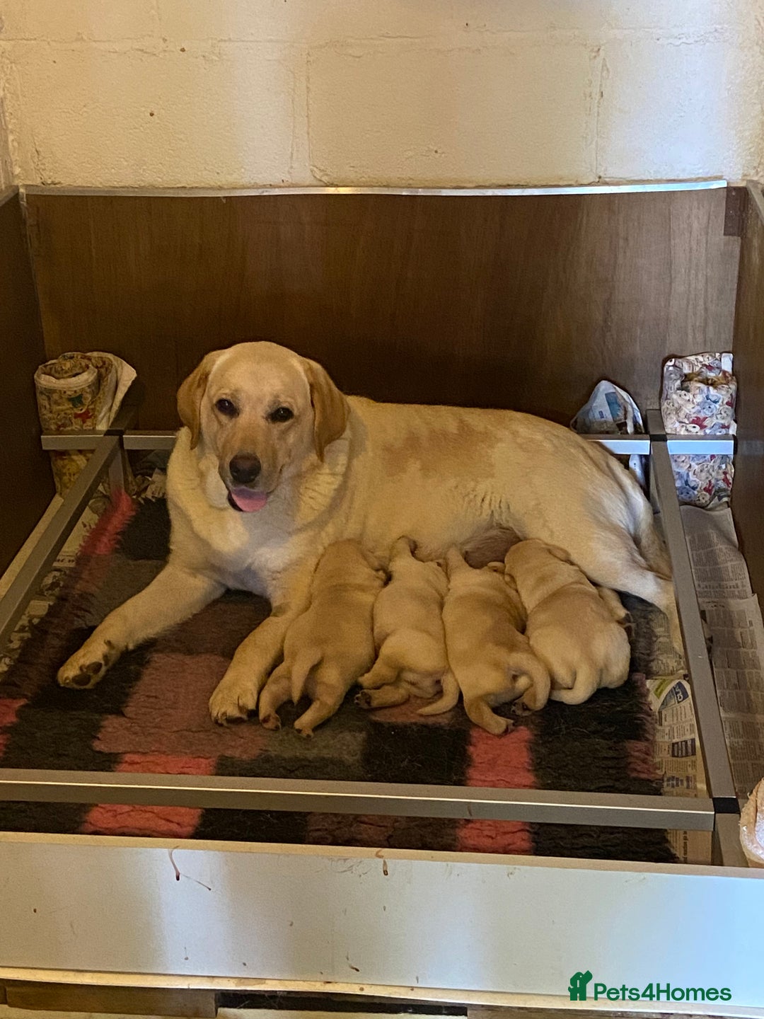 Labrador Retriever dogs for sale: Labrador Retievers  top quality Show type .  - Image 1