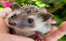 Pygmy Hedgehog rodents for sale: Pedigree African Pygmy Hedgehog 04.05.25 in Eastleigh - Image 10