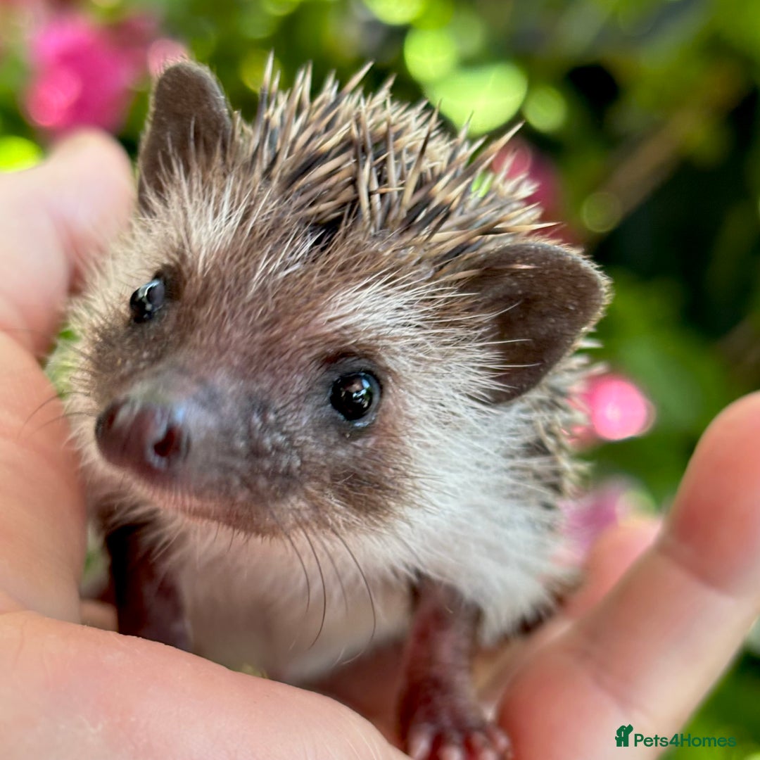 Pygmy Hedgehog rodents for sale: Pedigree African Pygmy Hedgehog 04.05.25 in Eastleigh - Image 10