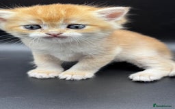 British Shorthair cats for sale: GCCF BSH GOLDEN BLACK TIPPED NY12 KITTENS - Image 11