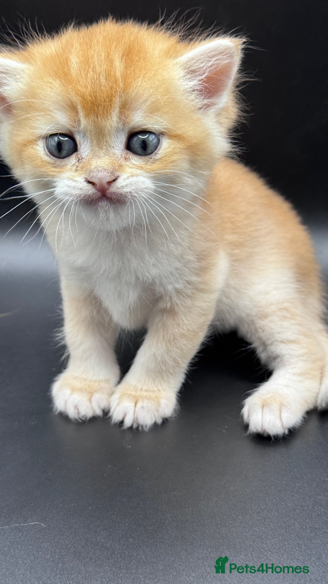 British Shorthair cats for sale: GCCF BSH GOLDEN BLACK TIPPED NY12 KITTENS - Image 11