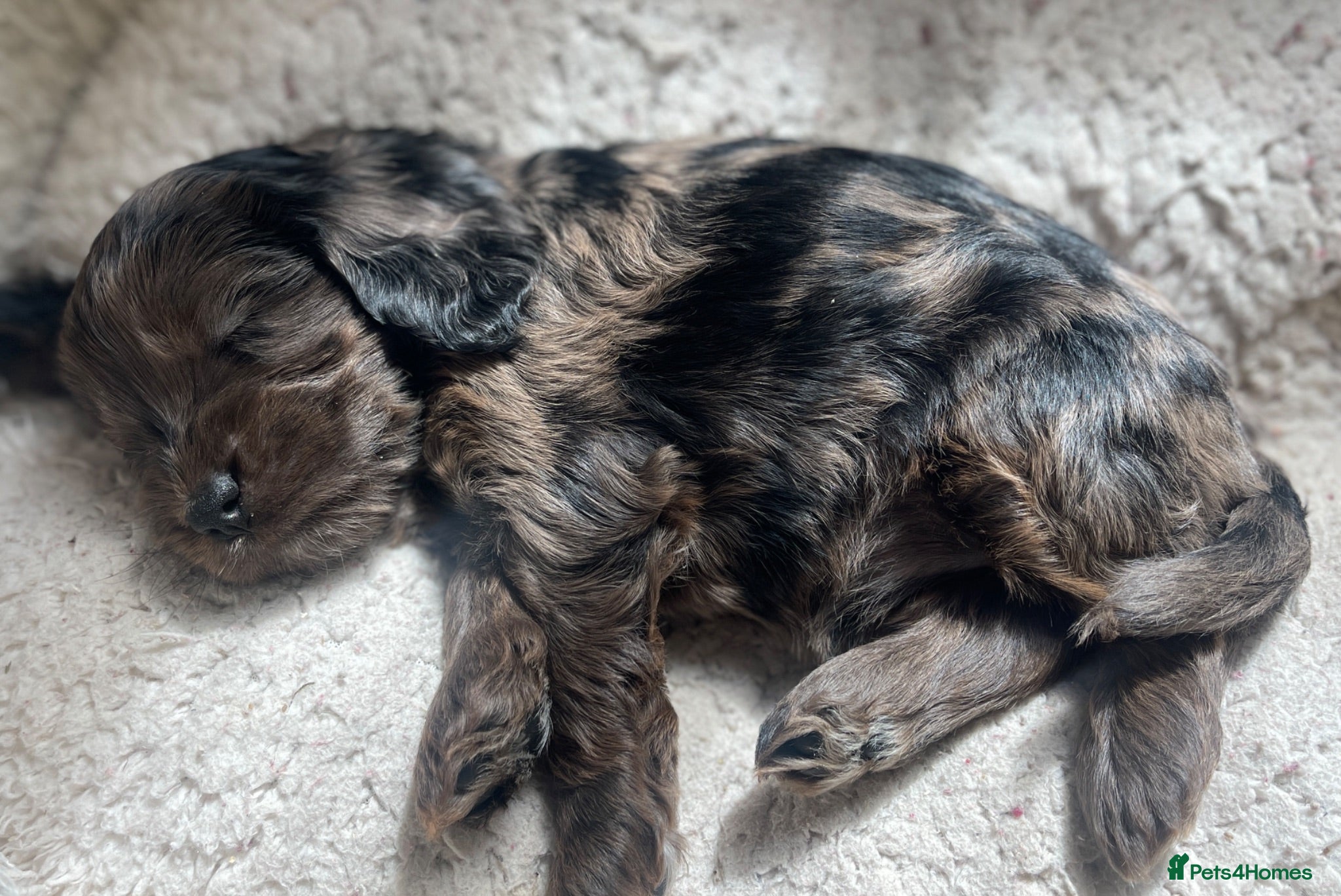 Cockapoo dogs Merle Cockapoo - ready to leave. ❤️ - Advert 3