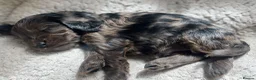 Cockapoo dogs for sale: Merle Cockapoo - Advert 9