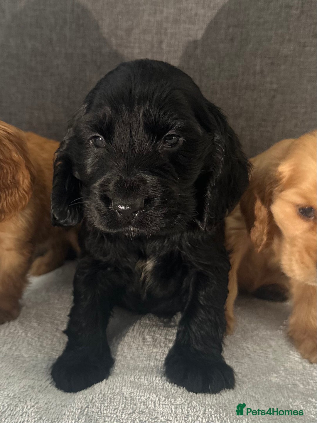 Cocker Spaniel dogs for sale: Beautiful Showtype cocker spaniels - Image 29