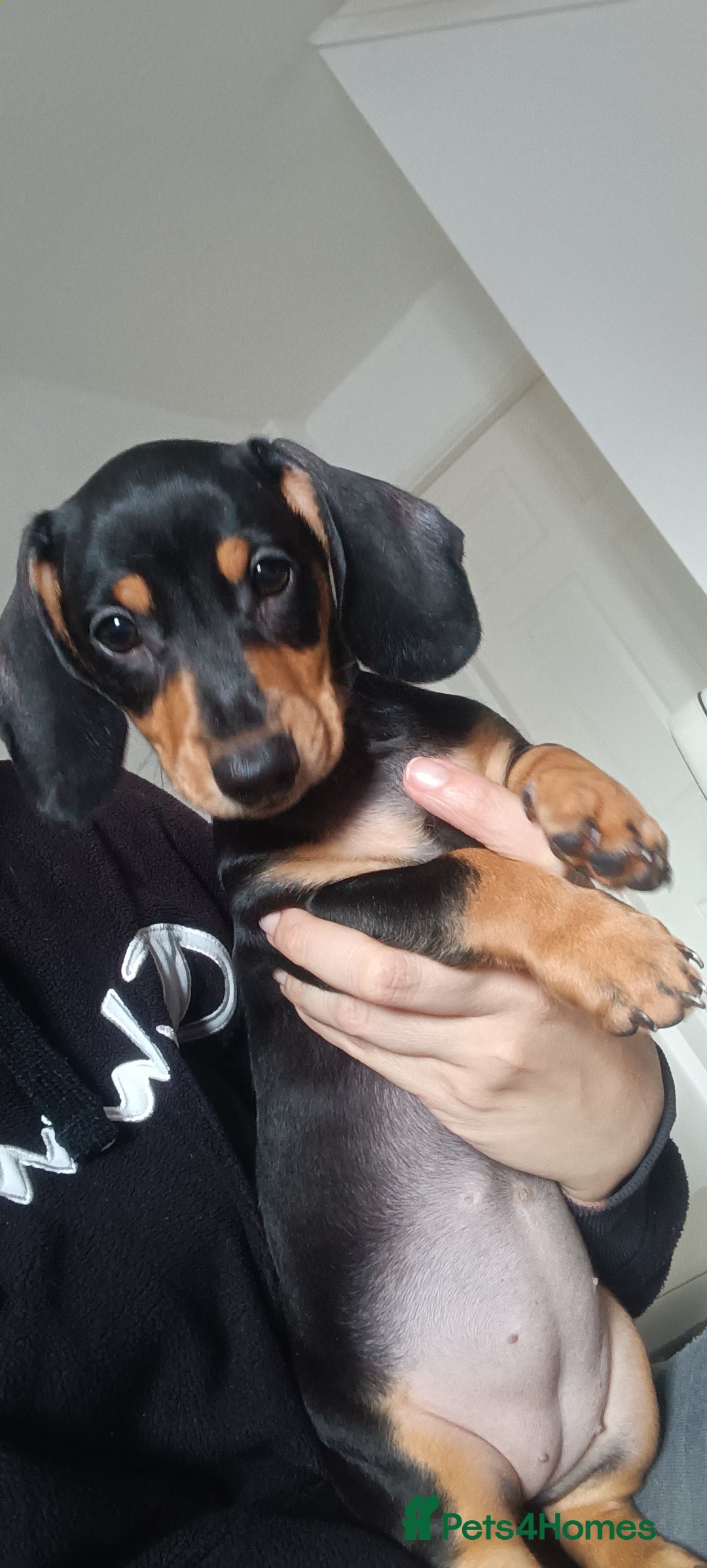 Dachshund dogs for sale: DACHSUND PUPPIES , ONE GIRL AND ONE BOY LEFT  - Image 2