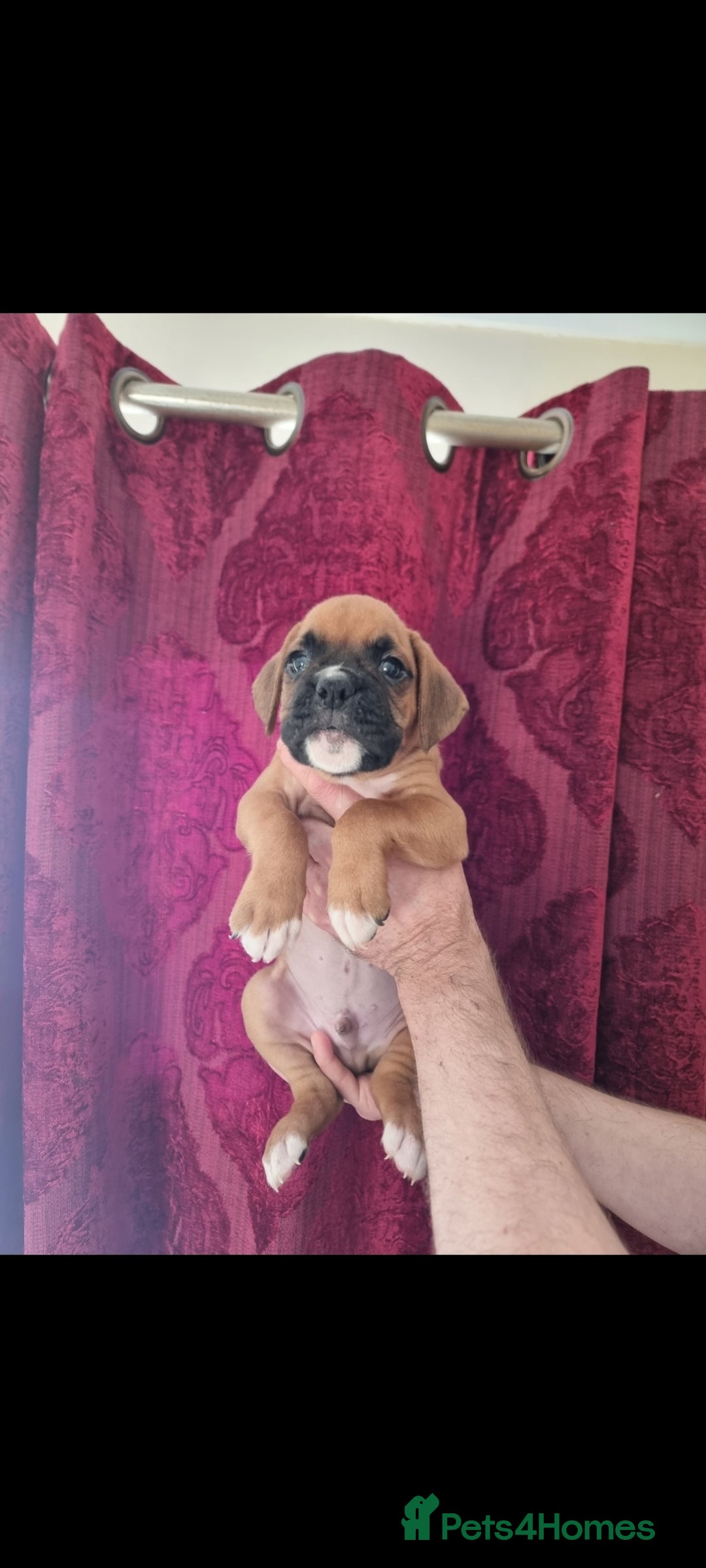 Boxer dogs for sale:   Outstanding  KC Boxer puppies - Advert 21