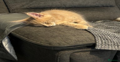Maine Coon cats - Advert 9