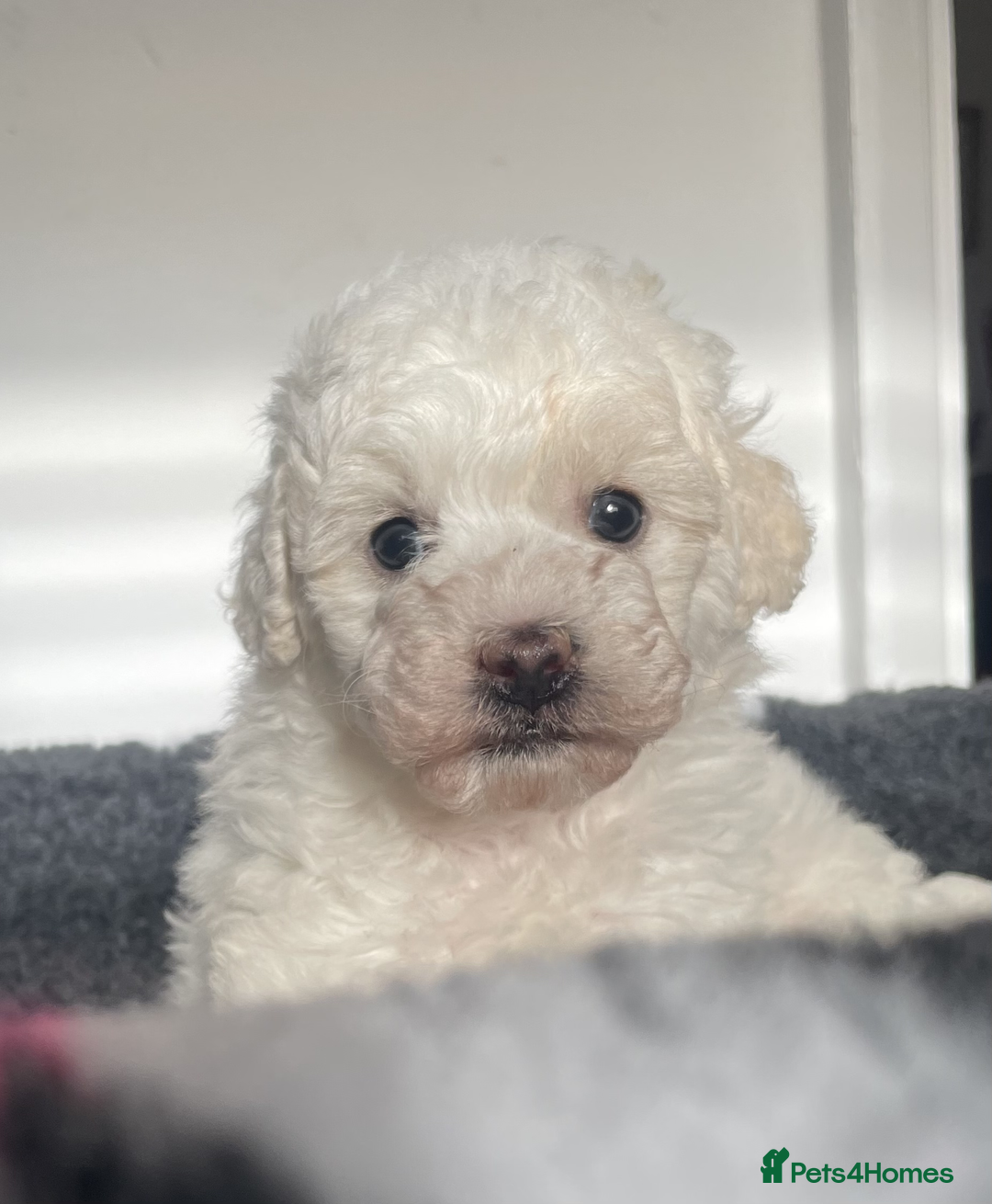 Miniature Poodle dogs for sale: Gorgeous Miniature Poodle puppies - Advert 15